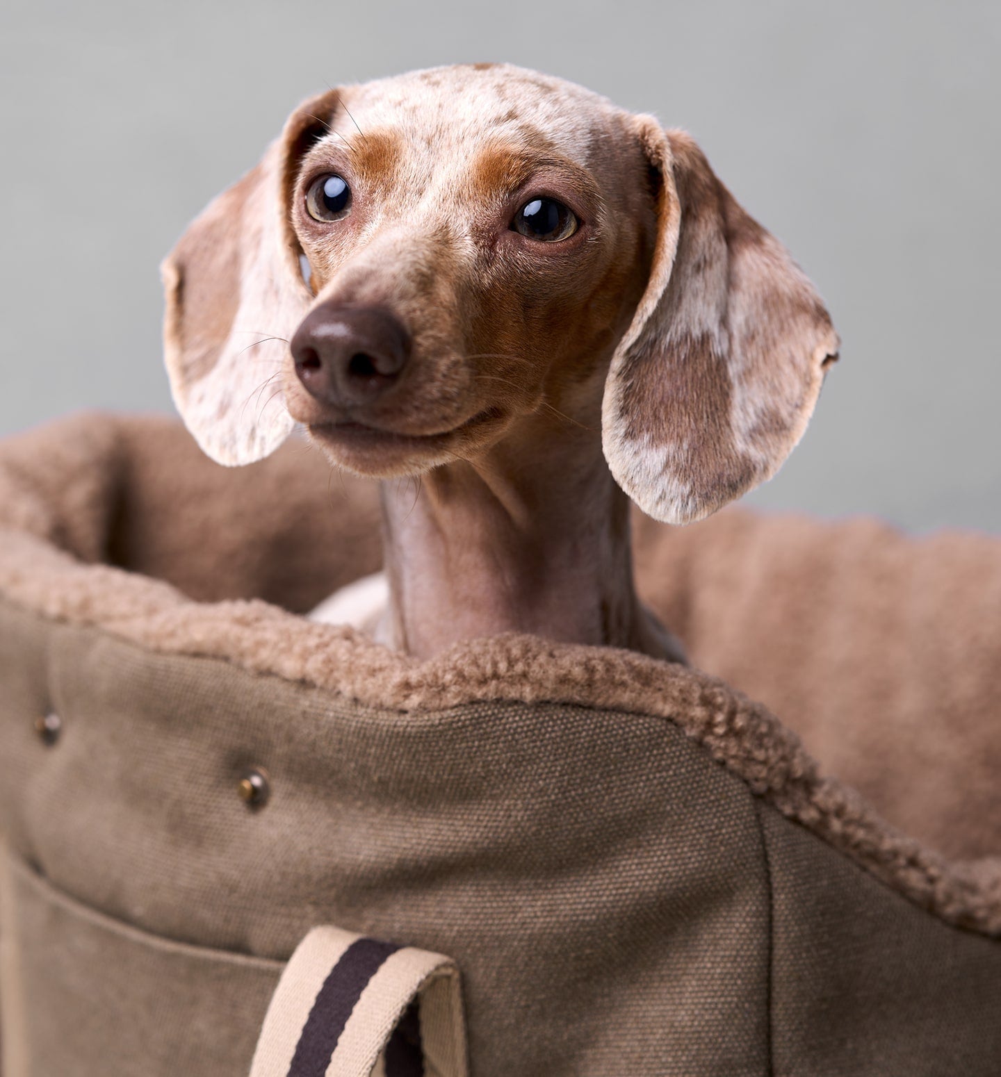 Dachshund sitting in dog carrier style ''Lucca''